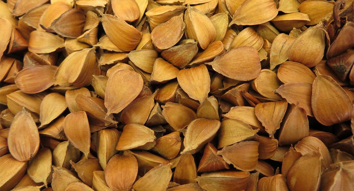 Close-up of beech tree seeds, vital for understanding masting events and their impact on wildlife.