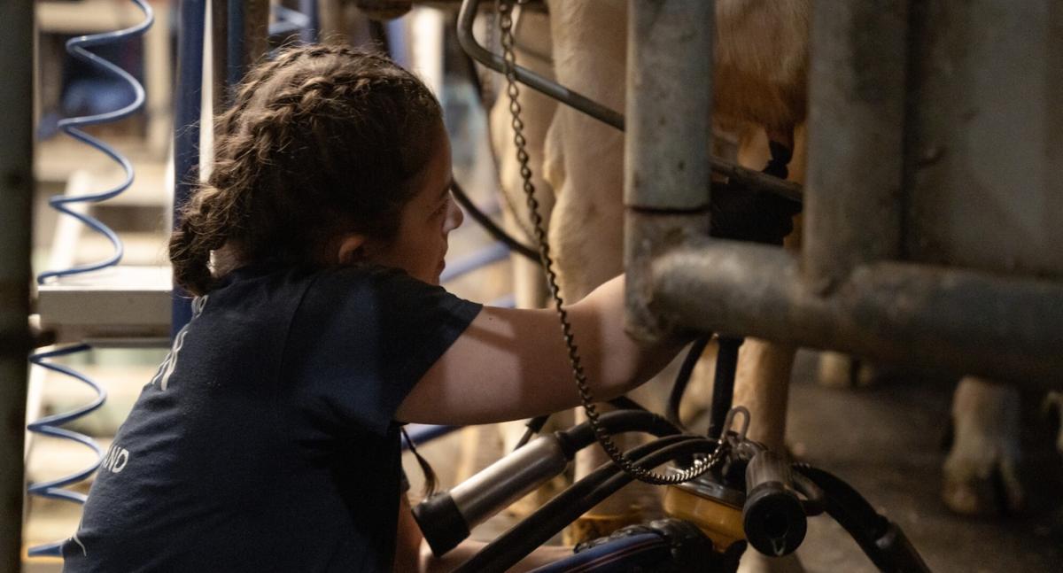 Researcher collecting colostrum from a dairy cow, highlighting its importance in calf immunity and health.