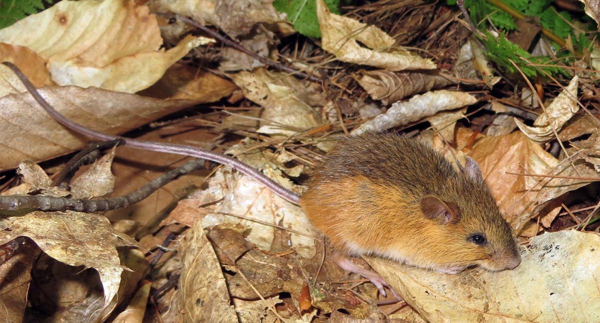 Woodland jumping mouse in a forest setting, playing a key role in seed dispersal and ecosystem dynamics.