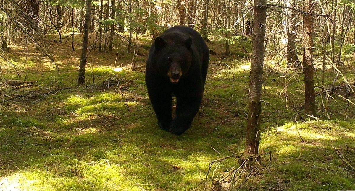 A black bear walking through a forest with moss-covered ground and trees in the background, approaching the camera.