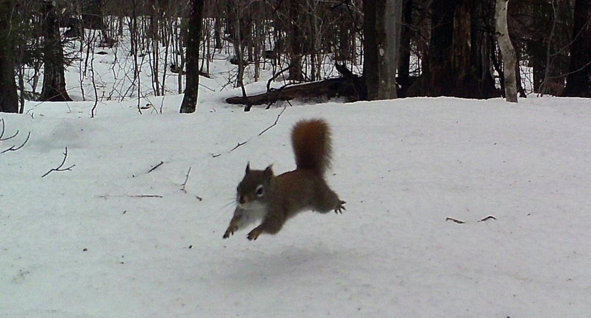 A red squirrel leaping in mid-air through a snowy forest, with its body fully extended and its tail visible behind it.