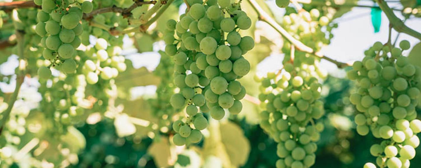 Green grapes hang in the sun