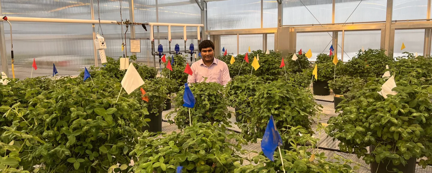 UNH doctoral candidate Palash Mandal in a greenhouse