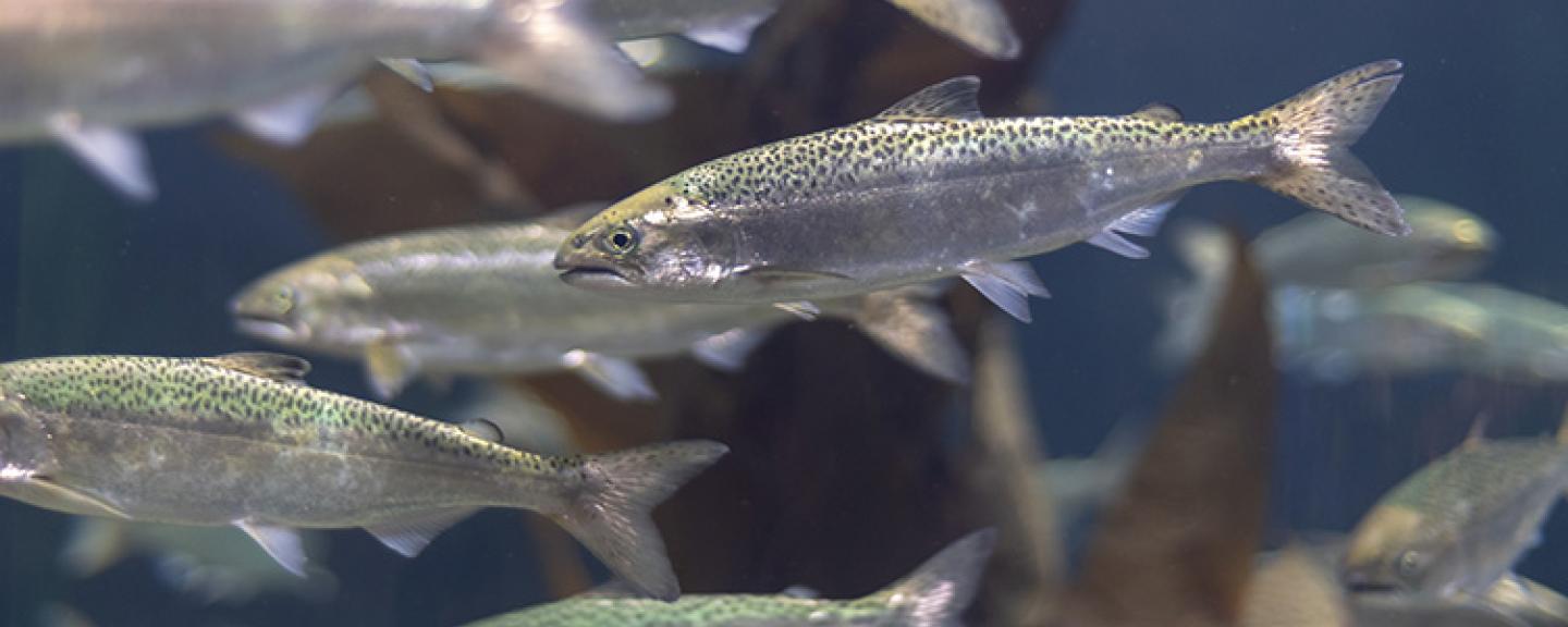 Farmed salmon