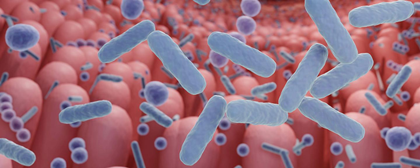 Illustration of gut microbes