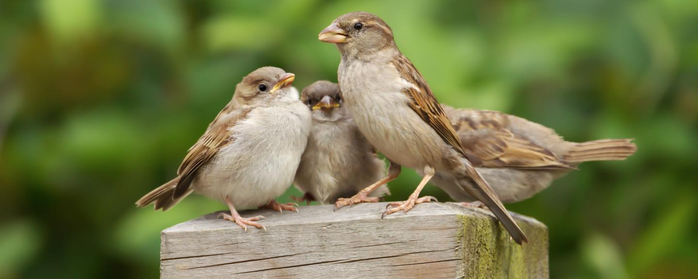 House sparrows may carry harmful bacteria on dairy farms