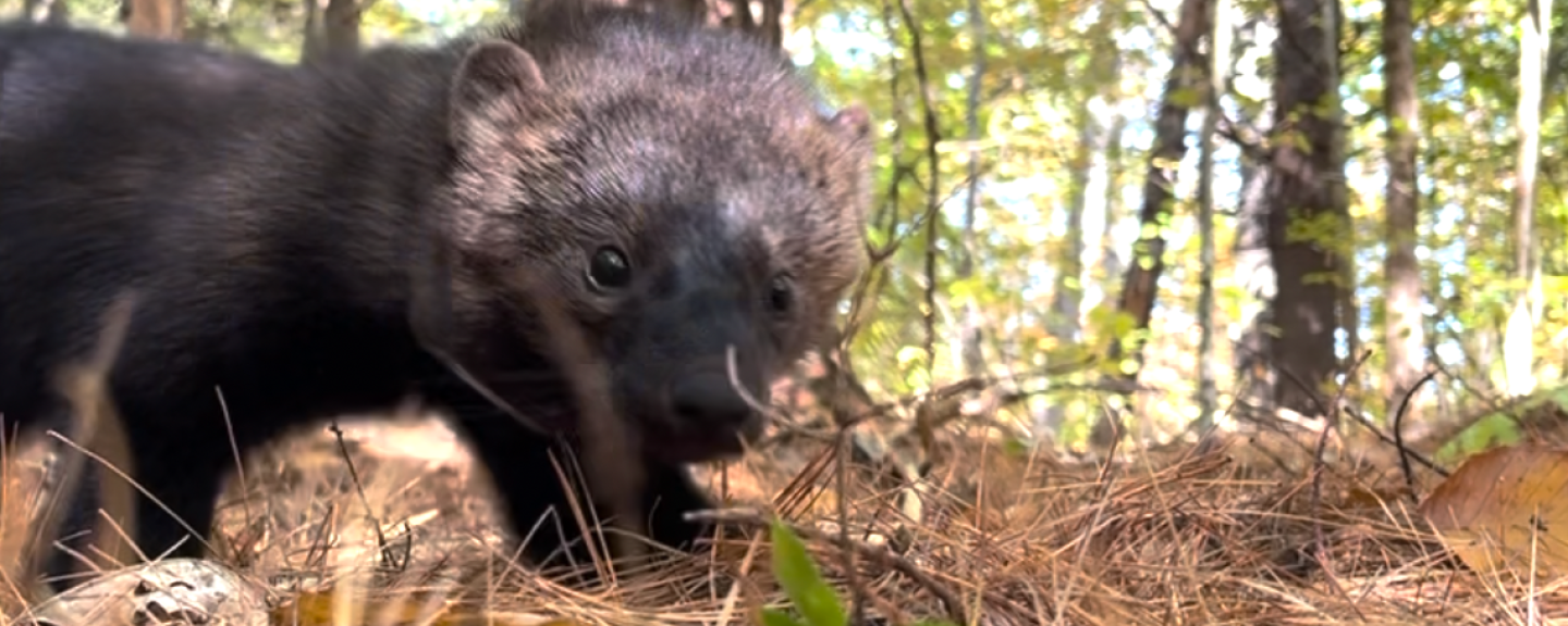 Trail cam image of fisher in the forest