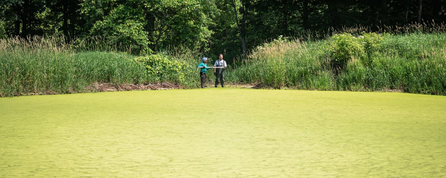 Cyanobacteria research