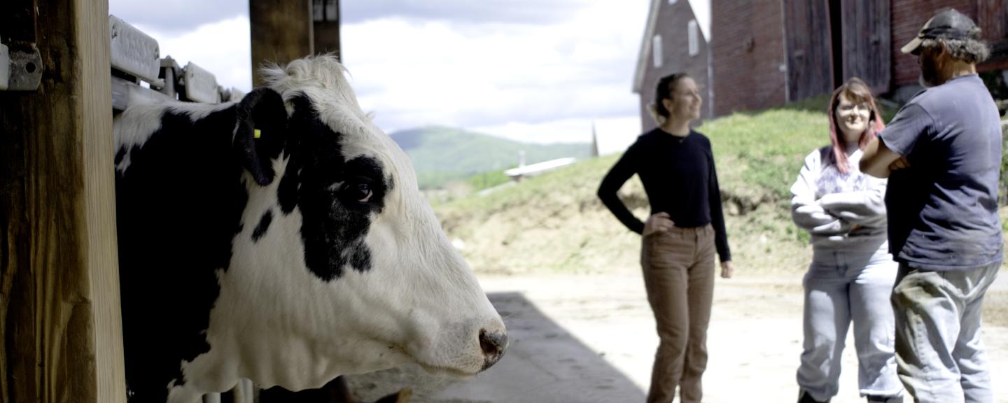 A cow looks out of a stall as three people stand in conversation