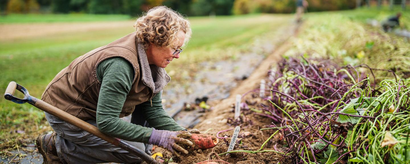 Becky Sideman harvests sweetpotatoes 