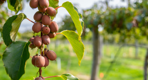 Kiwiberries hanging down on a vine at a UNH farm