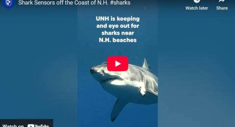 UNH YouTube Shark Sensors off the Coast of N.H. video