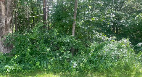 Oriental bittersweet, an invasive woody species