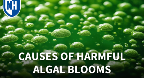 An image of algal cells and text reading "Causes of Harmful Algal Blooms"
