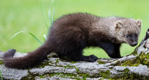 Adult fisher 