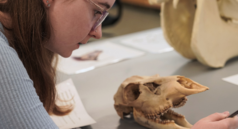 UNH Student is studying an animal skull in a lab setting