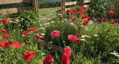 Iconic orange poppies, one of poet Celia Thaxter’s  favorites, bloom in her island garden which is maintained by the Shoals Marine Labortory on Appledore Island. Photo credit: Robbin Ray / UNH