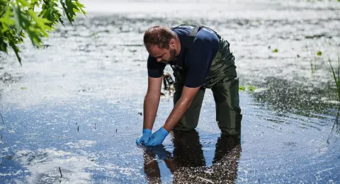 UNH genetics major Matthew Farbaniec collecting duckweed and microbe samples in Mill Pond in Durham
