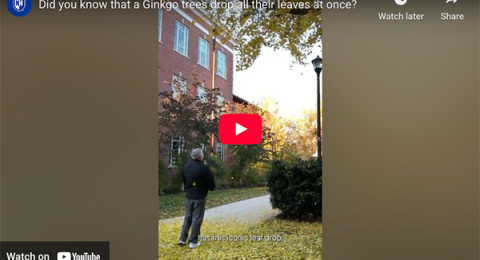 UNH video about Ginkgo trees thumbnail
