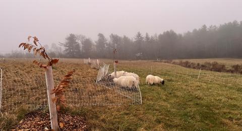 three sheep in a field