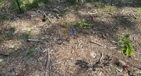 dirt with flags