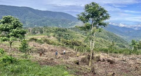 Bolivian coffee farm