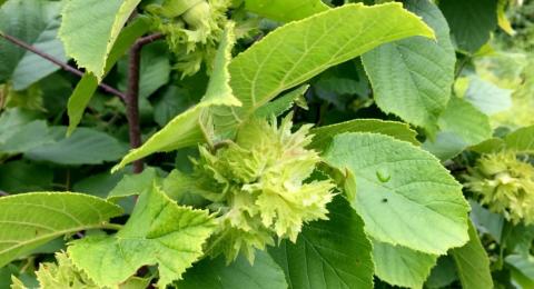 american hazelnut