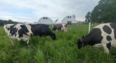 group of cows