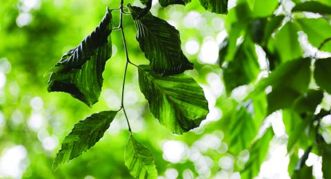 image of a the leaves of a beech tree showing the black striations associated with beech leaf disease