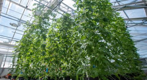 Macfarlane Research Greenhouses