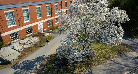 Aerial view of a tree blooming with white flowers in spring alongside a brick academic building
