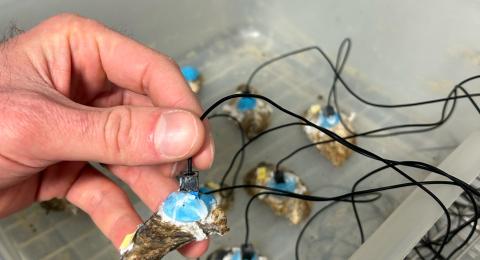Oysters monitored in cold storage