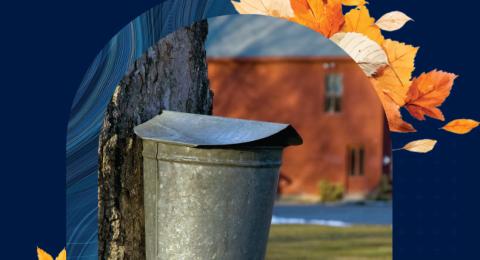 A sap bucket hangs on a maple tree