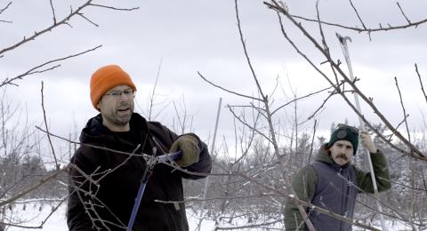 One man uses loppers to trim an apple tree while another man watches.