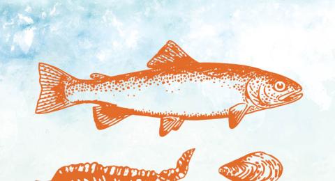 Illustration of a fish, seaweed, mussel