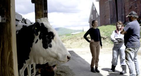 A cow looks out of a stall as three people stand in conversation