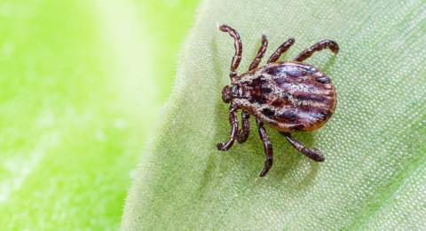 Tick on a leaf