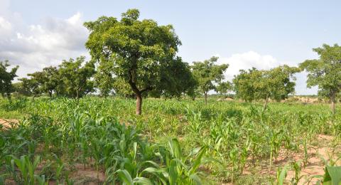 Shea trees with maize in northern Ghana.