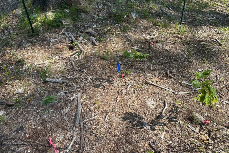 dirt with flags