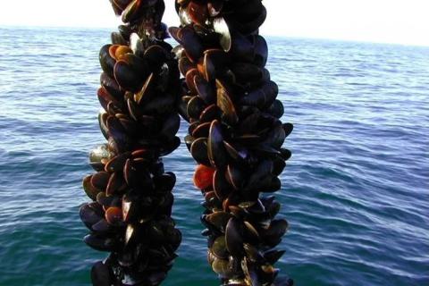 How are Mussels affected by environmental stressors?