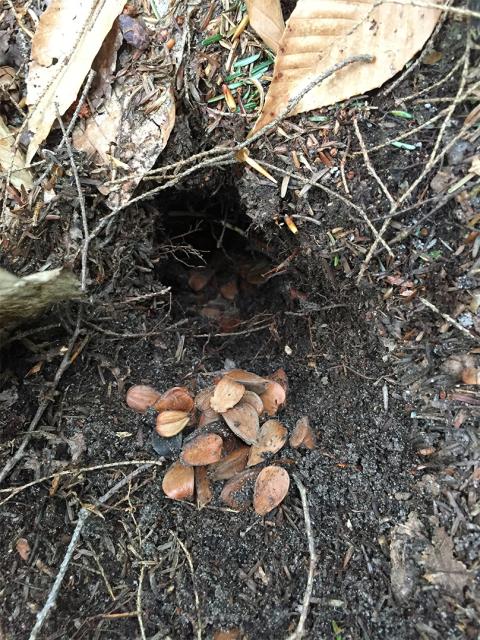 A cache of beech nuts stored by a small mammal, vital for understanding food hoarding behavior in forest ecosystems.