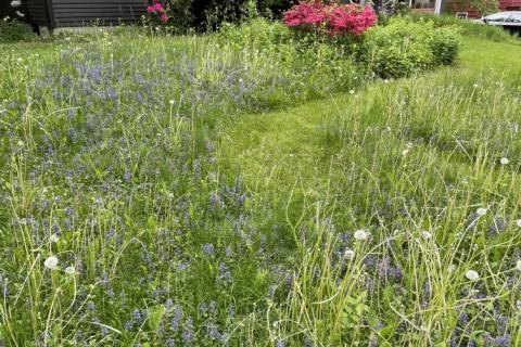 Close up of a lawn that hasn't been mowed in a long time