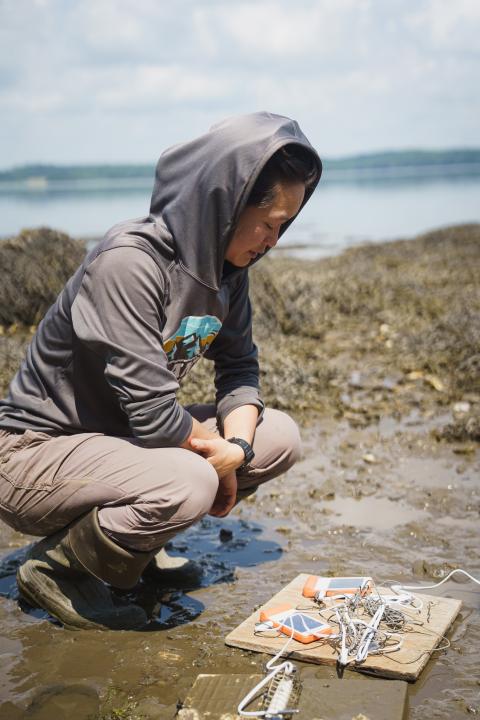 Selina measuring humidity under the seaweed canopy at Great Bay