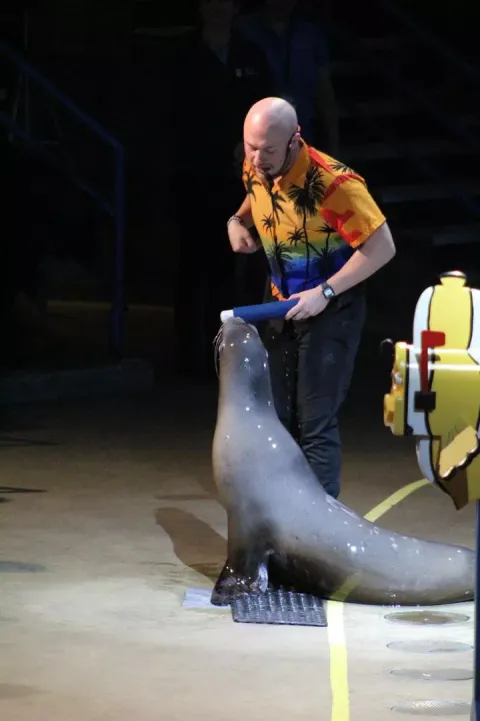 UNH alumni Malone Revis trains a sea lion at Mystic Aquarium