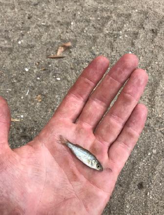 Small stripped bass laying on a person's hand