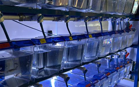 Karolina Kwasek uses zebrafish to model aquaculture nutrition strategies.