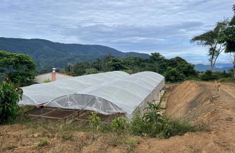Bolivian coffee farm