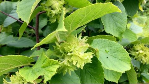 american hazelnut