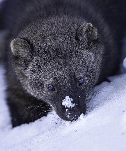 Close-up of a fisher in the snow