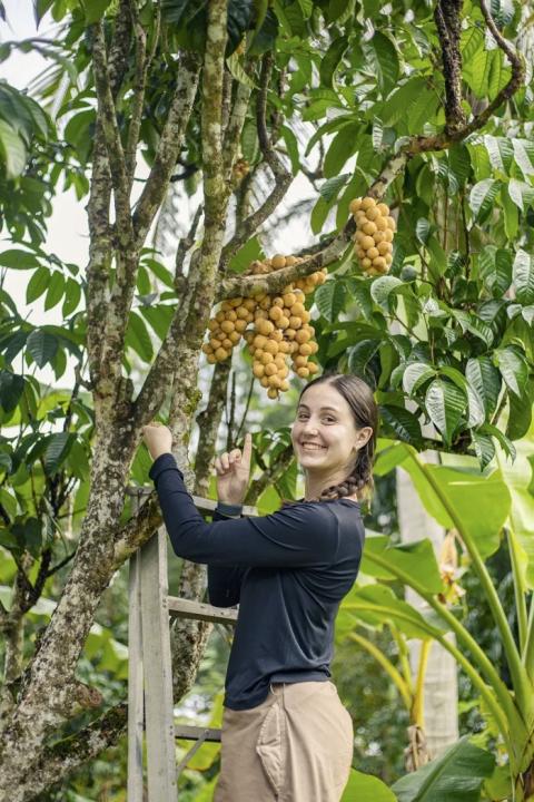 a person standing on a ladder that is leaning against a tree and pointing to a cluster of fruits